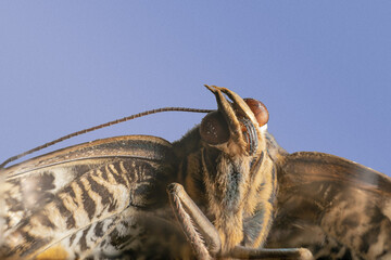 closeup macro of butterfly head