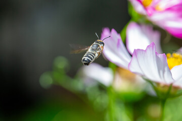 leaf cutter bee flying to striped cosmos flower