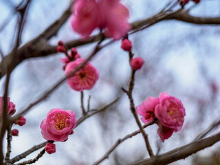 梅林のかわいい紅梅