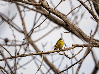 木の枝にとまるかわいいメジロ
