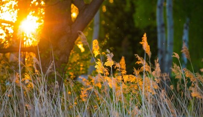 The warm light of the setting sun penetrates the grasses and trees, summer evening in the forest by the lake, rays of light, reed fronds glowing in the light, common reed (Phragmites australis)