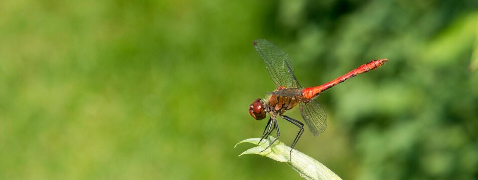 Ruddy darter (Sympetrum sanguineum), mature male, sitting on willow leaves (Salix) in the sun, macro view, close-up, medial view, Mecklenburg-Western Pomerania, Germany, Europe