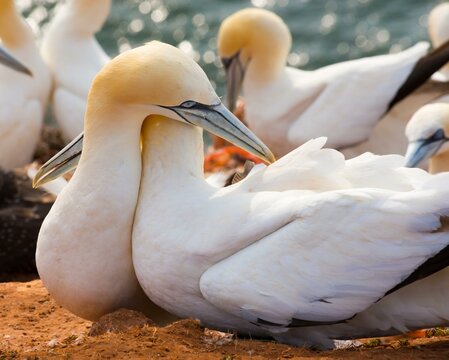 Two gannets (Morus bassanus) (synonym: Sula bassana) with white plumage cuddle together, touch gently, wrap their necks around each other, tenderness, affection, embrace, close-up with other gannets