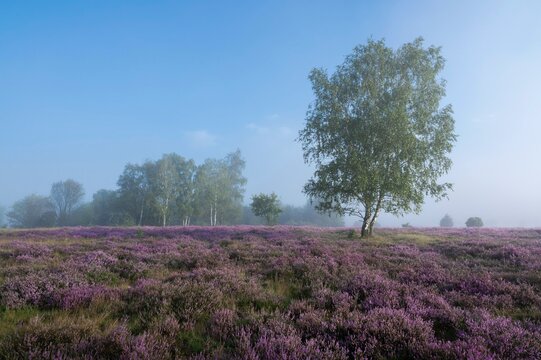 Heathland, flowering common heather (Calluna vulgaris) and birch (Betula), blue sky, Lueneburg Heath, Lower Saxony, Germany, Europe