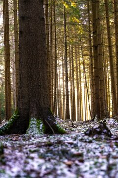 Tree trunks in a forest with light effects and patches of snow on the ground, Unterhaugstett, Black Forest, Germany, Europe