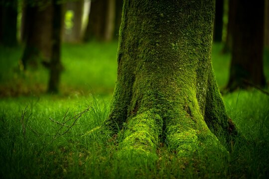 Moss-covered tree in forest meadow, Eppishausen, Unterallgaeu, Bavaria, Germany, Europe