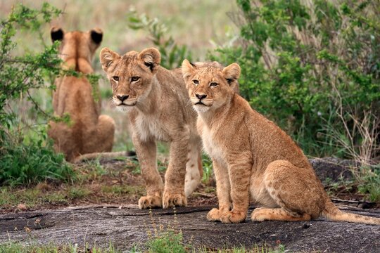 Lion (Panthera leo), cubs, three, siblings, vigilant, Sabi Sand Game Reserve, Kruger National Park, Kruger National Park, South Africa, Africa