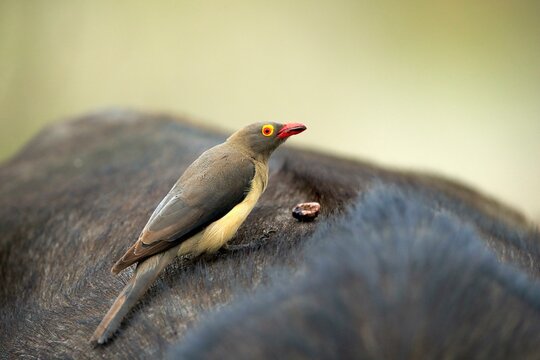 Red-billed oxpecker (Buphagus erythrorhynchus), adult on host animal, symbiosis, Kruger National Park, Kruger National Park, South Africa, Africa
