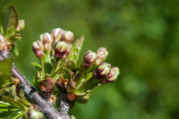 delicate buds of cherry tree flowers on a green background