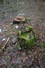 A stump overgrown with moss and cut off.