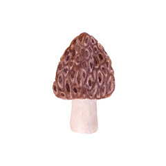 Watercolor hand drawn morel mushroom isolated on white background