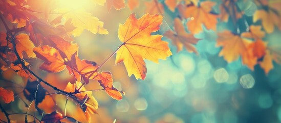 Filtered vintage effect enhances the beauty of colorful autumn leaves.
