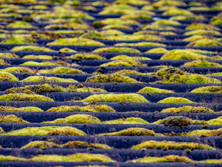 Moos auf einem alten und feuchten Dach