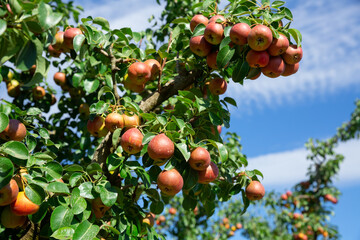 Ripe sweet pears hanging on trees in garden, harvest season