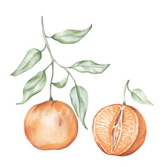 Watercolor tangerines