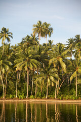 Fototapeta na wymiar Island covered with palm trees at sunrise