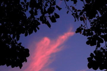 twilight sky and silhouette leaf backgrounds.