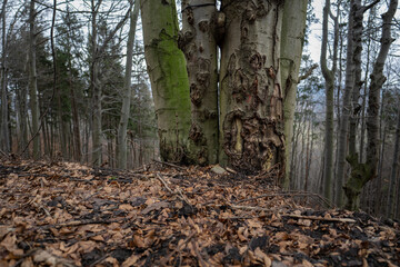 Damaged beech trunk in the forest.