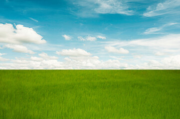 Fototapeta na wymiar Green field and blue sky and cloud background.