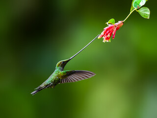 Sword-billed Hummingbird in flight collecting nectar from red flower on green background © FotoRequest