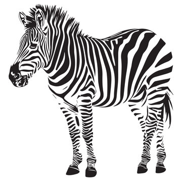 A vector black silhouette zebra on white background.