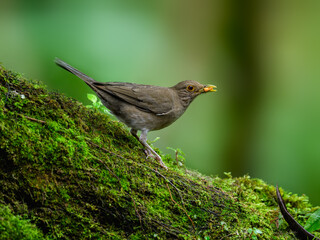 Ecuadorian Thrush on mossy log on green background