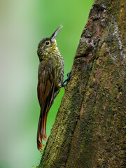 Spotted Woodcreeper on mossy tree trunk with a moth