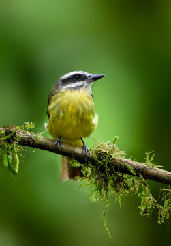 Golden-crowned flycatcher on mossy branch against green background