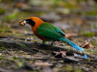 Rufous Motmot sitting on ground and holding a bug