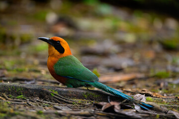 Rufous Motmot sitting on ground 