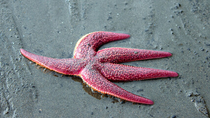 Purple sea starfish in Homer Alaska United States