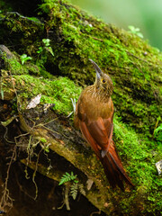 Strong-billed Woodcreeper on mossy log  