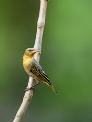 Female Vitelline Masked Weaver on branch against green background