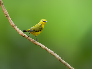 Northern Yellow White-eye on stick against green background