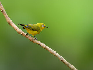 Obraz premium Northern Yellow White-eye on stick against green background