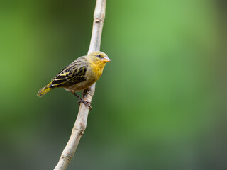 Female Vitelline Masked Weaver on branch against green background