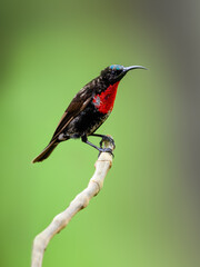 Male Scarlet-chested Sunbird on stick against green background