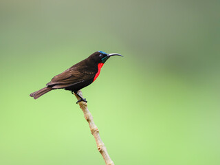 Male Scarlet-chested Sunbird on stick against green background