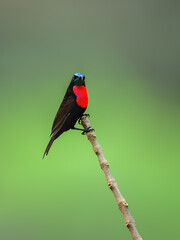 Male Scarlet-chested Sunbird on stick against green background