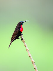 Male Scarlet-chested Sunbird on stick against green background