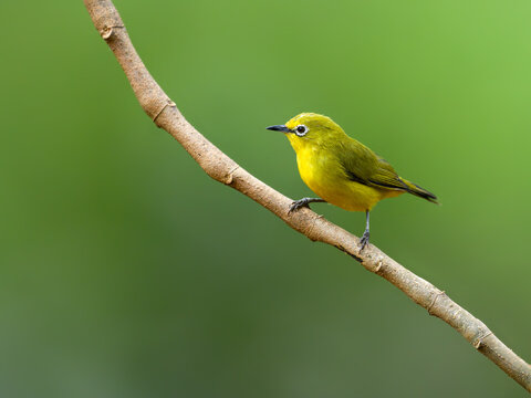 Northern Yellow White-eye on stick against green background