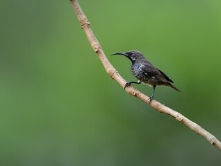 Female Scarlet-chested Sunbird on stick against green background