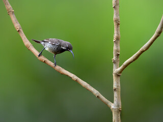 Female Scarlet-chested Sunbird on stick against green background