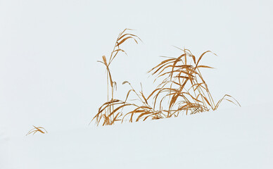 Fototapeta premium Some hays standing in snow drift in wintertime