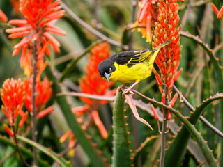 Baglafecht Weaver perched on cactus leaf