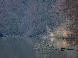 Waldsee im Winter