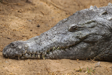 ANIMALES ZOOLOGICO