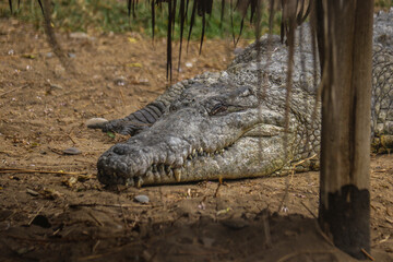 ANIMALES ZOOLOGICO