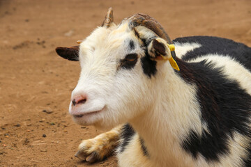 ANIMALES ZOOLOGICO