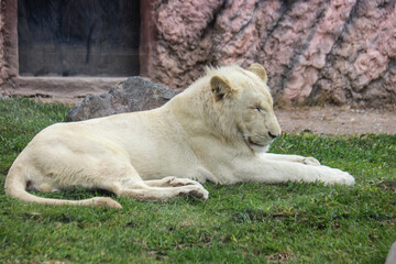 LEON BLANCO - ANIMALES ZOOLOGICO